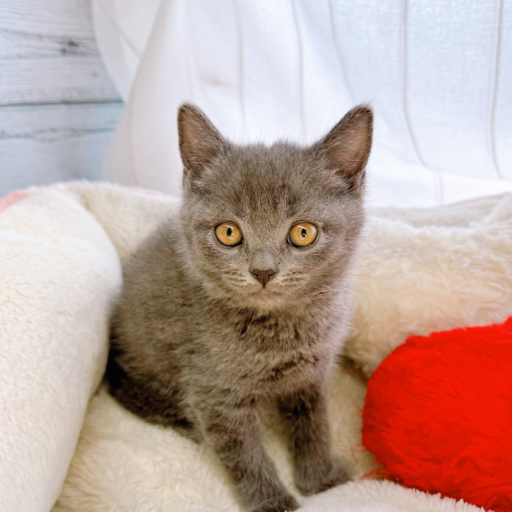 ○New Face °˖✧~新入生紹介~°˖✧ | ペットショップ 犬の家&猫の里